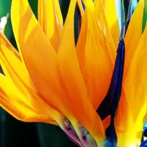 Buy Bird of Paradise (Strelitzia reginae) online
