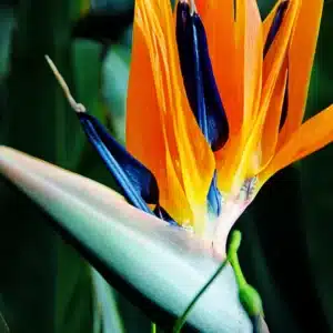 Bird of Paradise (Strelitzia reginae) in online store