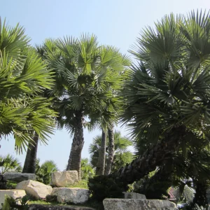 Borassus flabellifer (Sugar Palm)