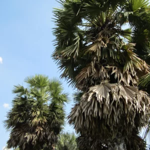 Mature Borassus flabellifer (Sugar Palm)