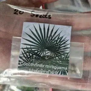 Coccothrinax miraguama 20 seeds for sale