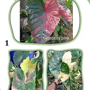 Colocasia esculenta hybrid 100 seeds pack (Celebrity Pink x Chameleon x Green Glossy) #1