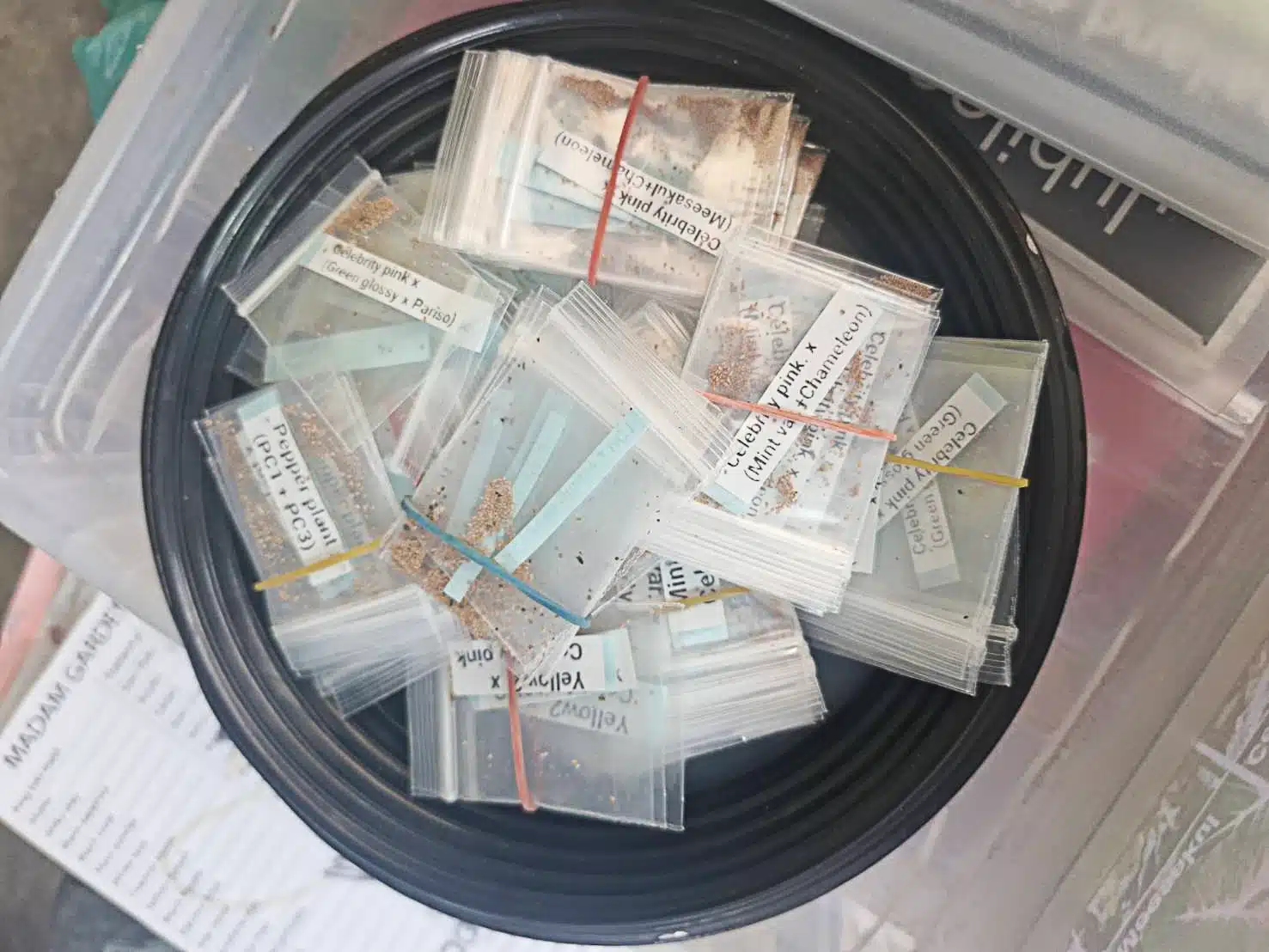 Colocasia esculenta hybrid seeds 100 pack