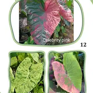 Colocasia esculenta hybrid 100 seeds #12 (Celebrity Pink x Pariso x Phet Phethai)