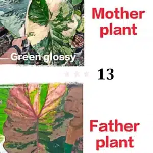 Colocasia esculenta hybrid 100 seeds #13 (Green Glossy x PC1)