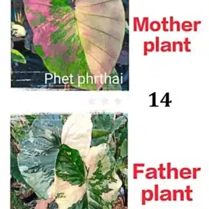 Colocasia esculenta hybrid 100 seeds #14 (Phet Phethai x Green Glossy)