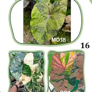 Colocasia esculenta hybrid 100 seeds #16 (MD18 x Green Glossy x PC1)