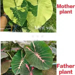 Colocasia esculenta hybrid 100 seeds #17 (Mint Variegated x Pepper Paint)