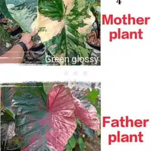 Colocasia esculenta hybrid 100 seeds pack (Green Glossy x Celebrity Pink) #4