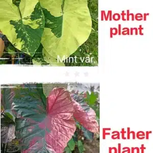 Colocasia esculenta hybrid 100 seeds pack (Mint variegated x Celebrity Pink) #6
