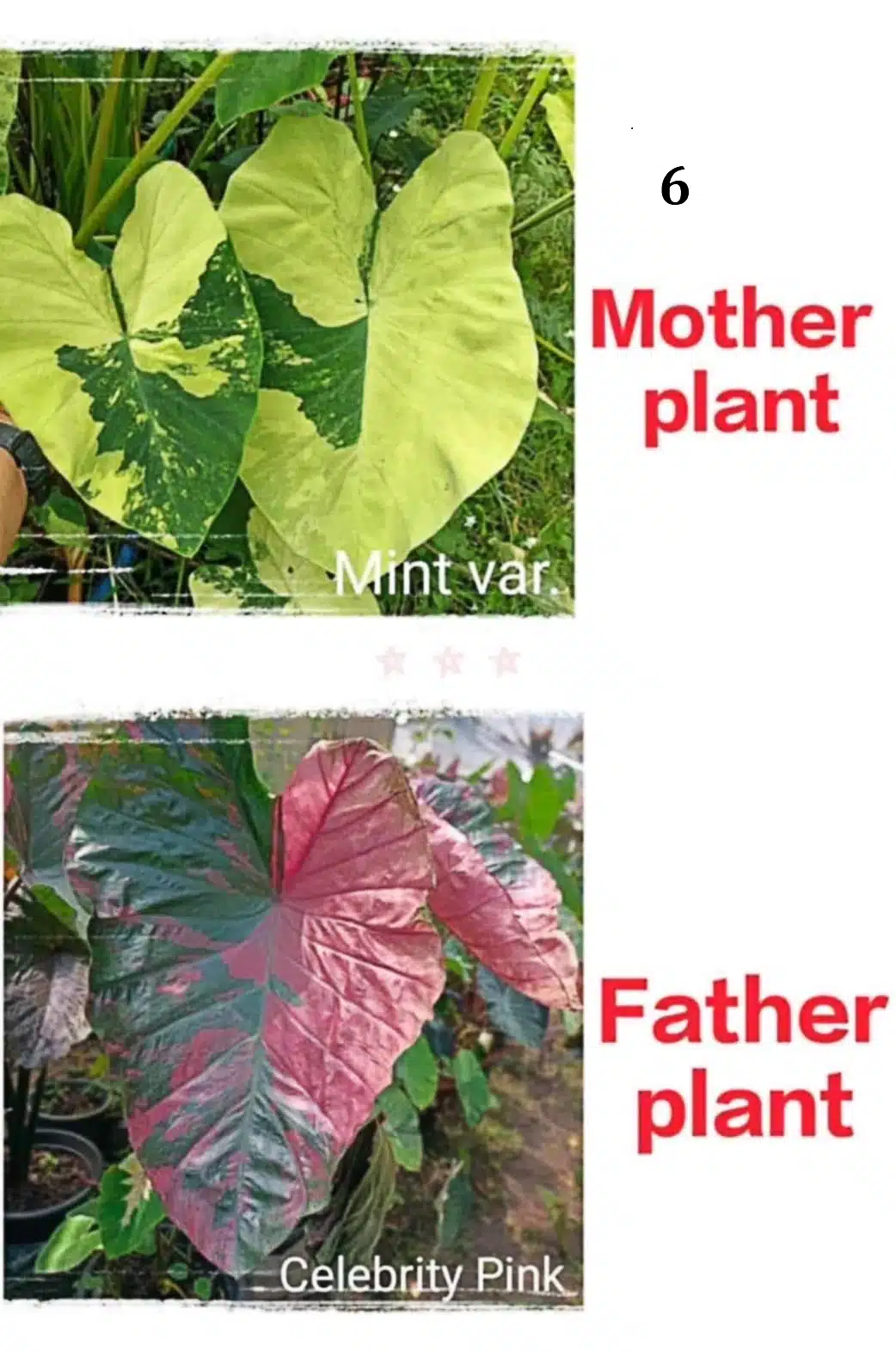 Colocasia esculenta hybrid 100 seeds pack (Mint variegated x Celebrity Pink) #6
