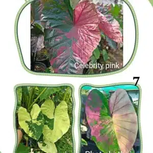 Colocasia esculenta hybrid 100 seeds #7 (Celebrity Pink x Mint Variegated x Phet Phethai)
