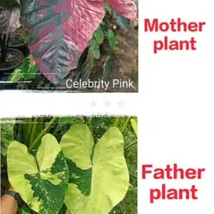 Colocasia esculenta hybrid 100 seeds #8 (Celebrity Pink x Mint Variegated)