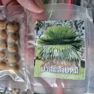 Copernicia macroglossa 10 palm seeds