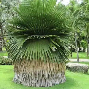 Copernicia macroglossa Cuban Petticoat Palm