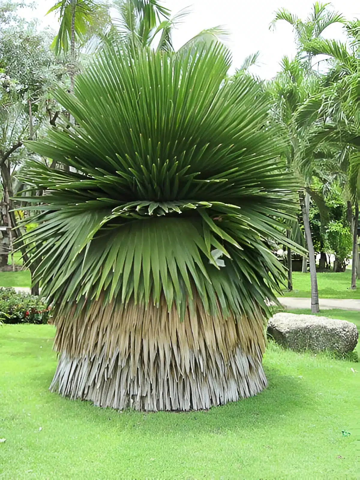 Copernicia macroglossa Cuban Petticoat Palm