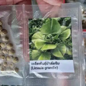 Licuala grandis 20 palm seeds