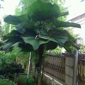 Mature Licuala grandis Vanuatu Fan Palm