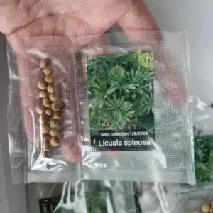 Licuala spinosa 20 palm seeds