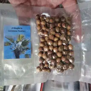 Livistona muelleri 100 palm seeds
