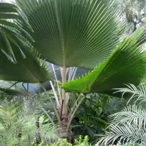 Pritchardia pacifica Fiji Fan Palm