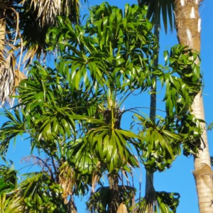 Thrinax parviflora (Jamaican Thatch Palm)
