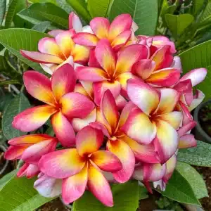 Plumeria (Frangipani) 'Astrid' inflorescence