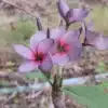 Plumeria (Frangipani) 'Angel Purple' rooted grafts and cuttings for sale
