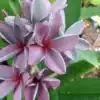 Flowering Plumeria (Frangipani) 'Angel Purple'