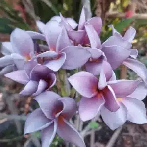 Plumeria (Frangipani) 'Blue Canyon' rooted grafts and cuttings