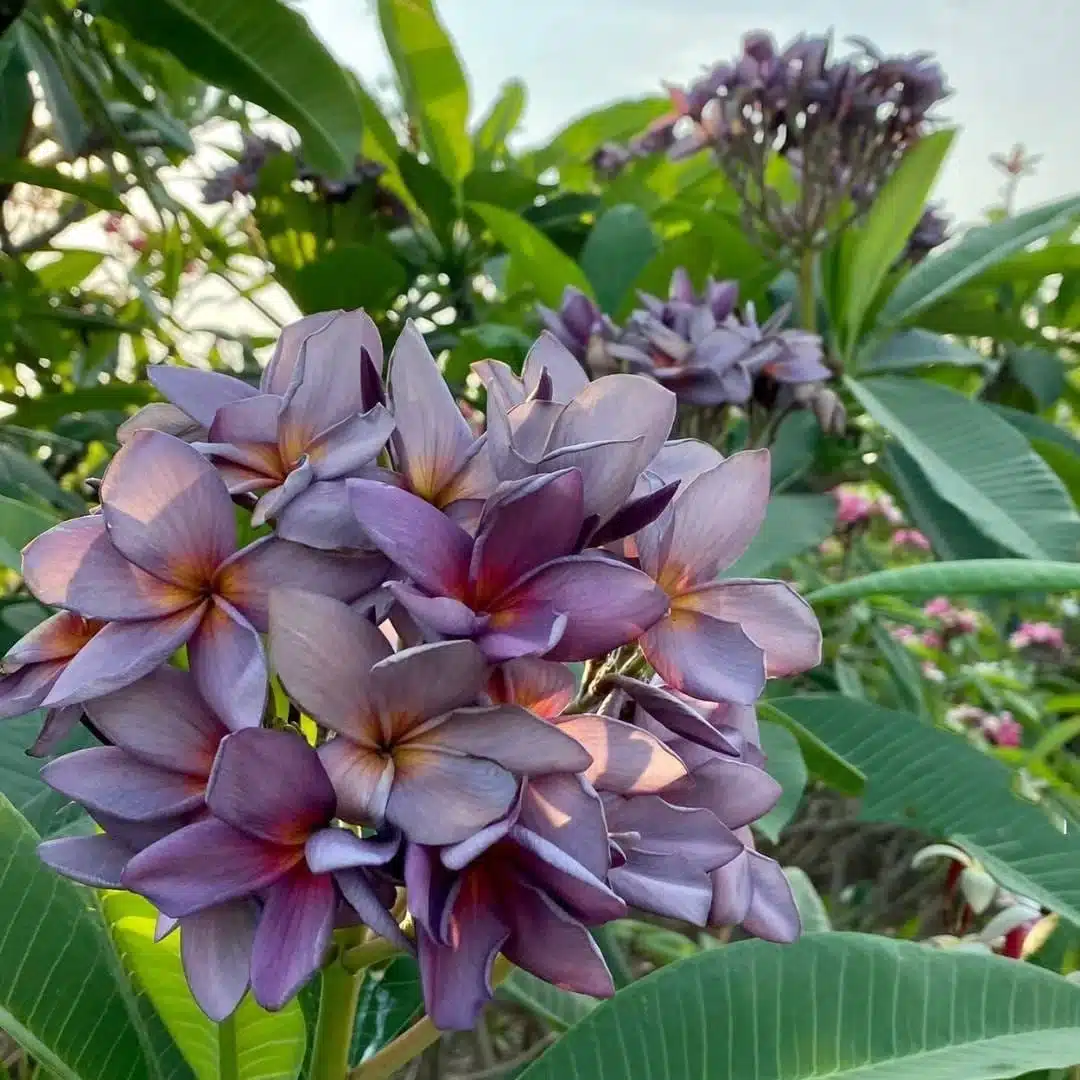 プルメリア　Purple Serendipity プルメリア Purple Serendipity national PLANT NETWORK 1 gal