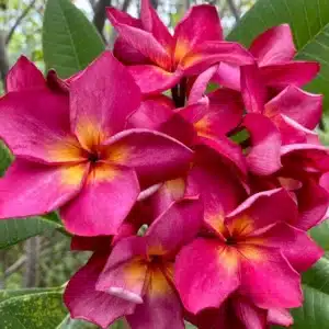 Flowering Plumeria (Frangipani) 'Lert Paisarn'