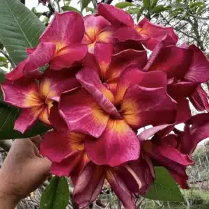 Huge flowers of Plumeria (Frangipani) 'Lert Paisarn'