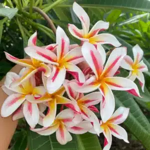 Plumeria (Frangipani) 'Madame Poni' rooted grafts and cuttings for sale