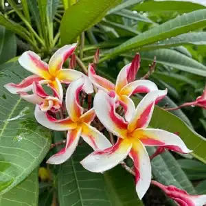 Plumeria (Frangipani) 'Madame Poni' after rain