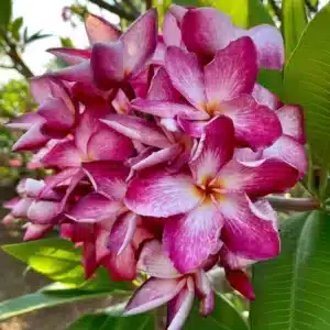 Plumeria (Frangipani) 'Rachel Cloud' rooted grafts and cuttings