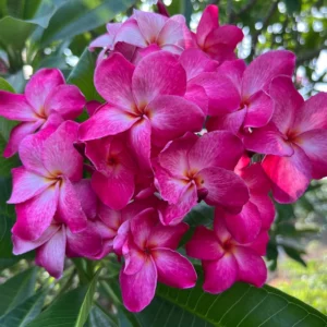 Plumeria (Frangipani) 'Rachel Cloud' gorgeous pink flowers