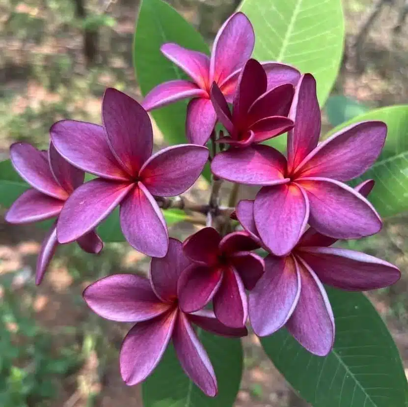 Purple Plumeria cultivars - Tropics @Home