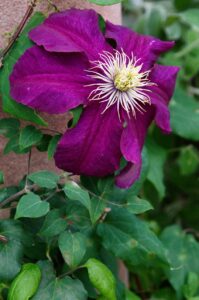 Clematis -hybrid 'Rouge Cardinal'