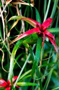 Neoregelia pendula var. brevifolia