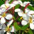 Plumeria (Frangipani) care and flowering indoors. (part 4/5)