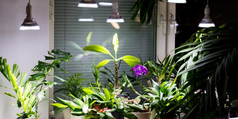 Let it be light! Led grow lights for plants.