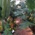 Video update: Growing Plumeria (Frangipani) indoors