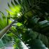 Adding tropical colors: Hawaiian Ti plant (Cordyline fruticosa)
