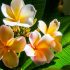 Solving Plumeria problems when growing indoors. (part 5/5)