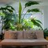 Growing tropical palms indoors